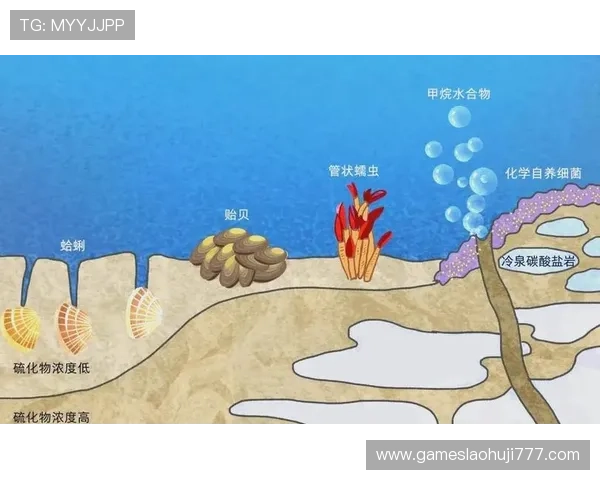 深海动物的生态系统：深海生物在海底生态平衡中的重要作用